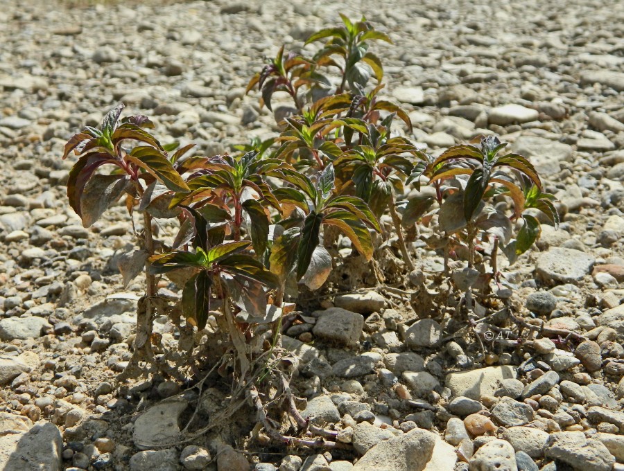 Изображение особи Mentha arvensis.