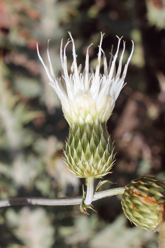 Image of Cousinia egregia specimen.