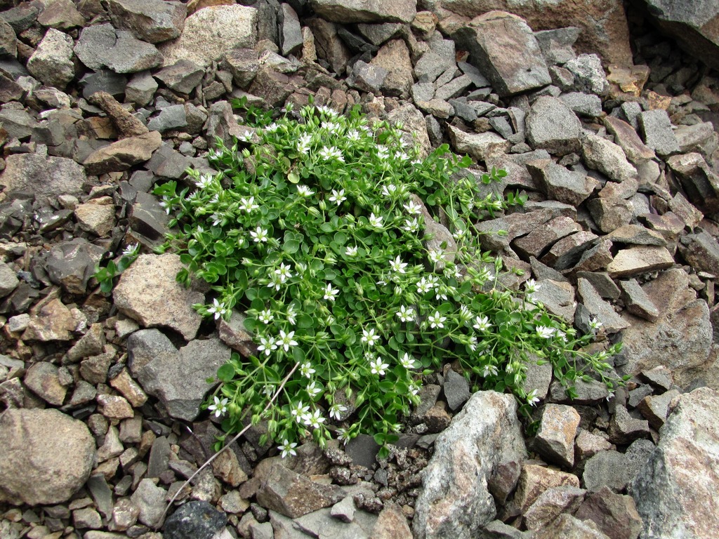 Изображение особи Arenaria rotundifolia.