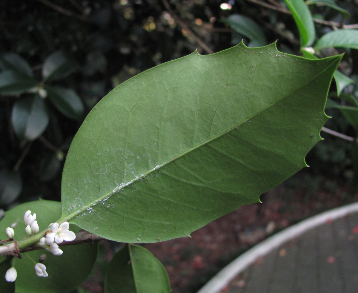 Изображение особи Osmanthus &times; fortunei.