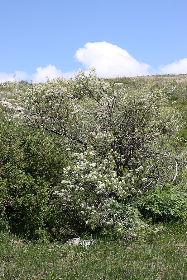 Изображение особи Pyrus regelii.