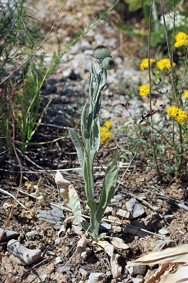 Image of Cousinia sewerzowii specimen.