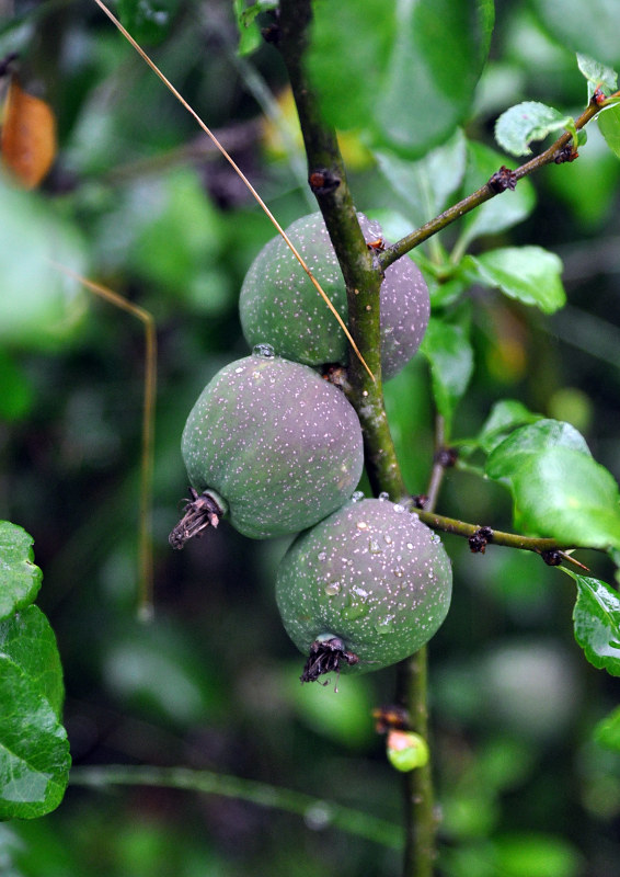 Image of Chaenomeles japonica specimen.