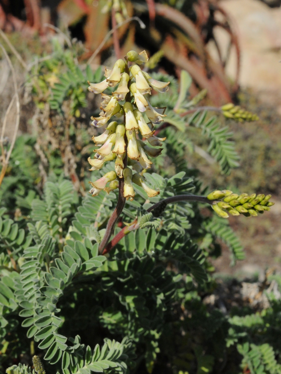 Изображение особи Astragalus nuttallii.