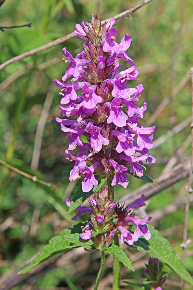 Image of Betonica betoniciflora specimen.