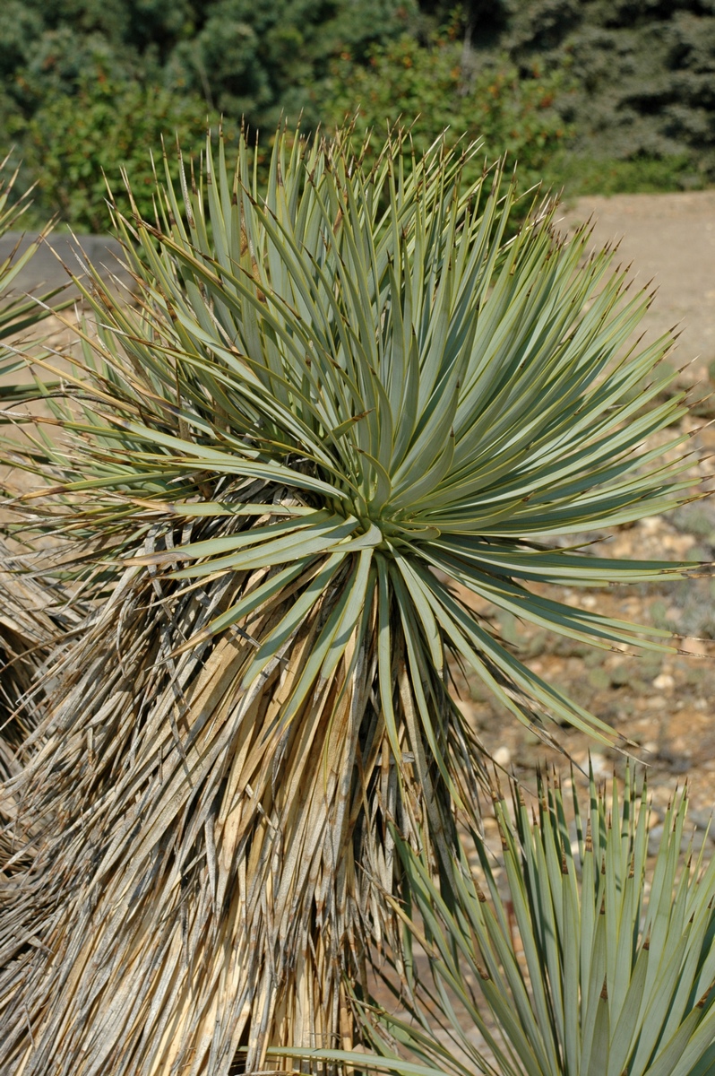 Изображение особи Yucca thompsoniana.