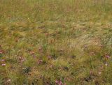 Dianthus borbasii