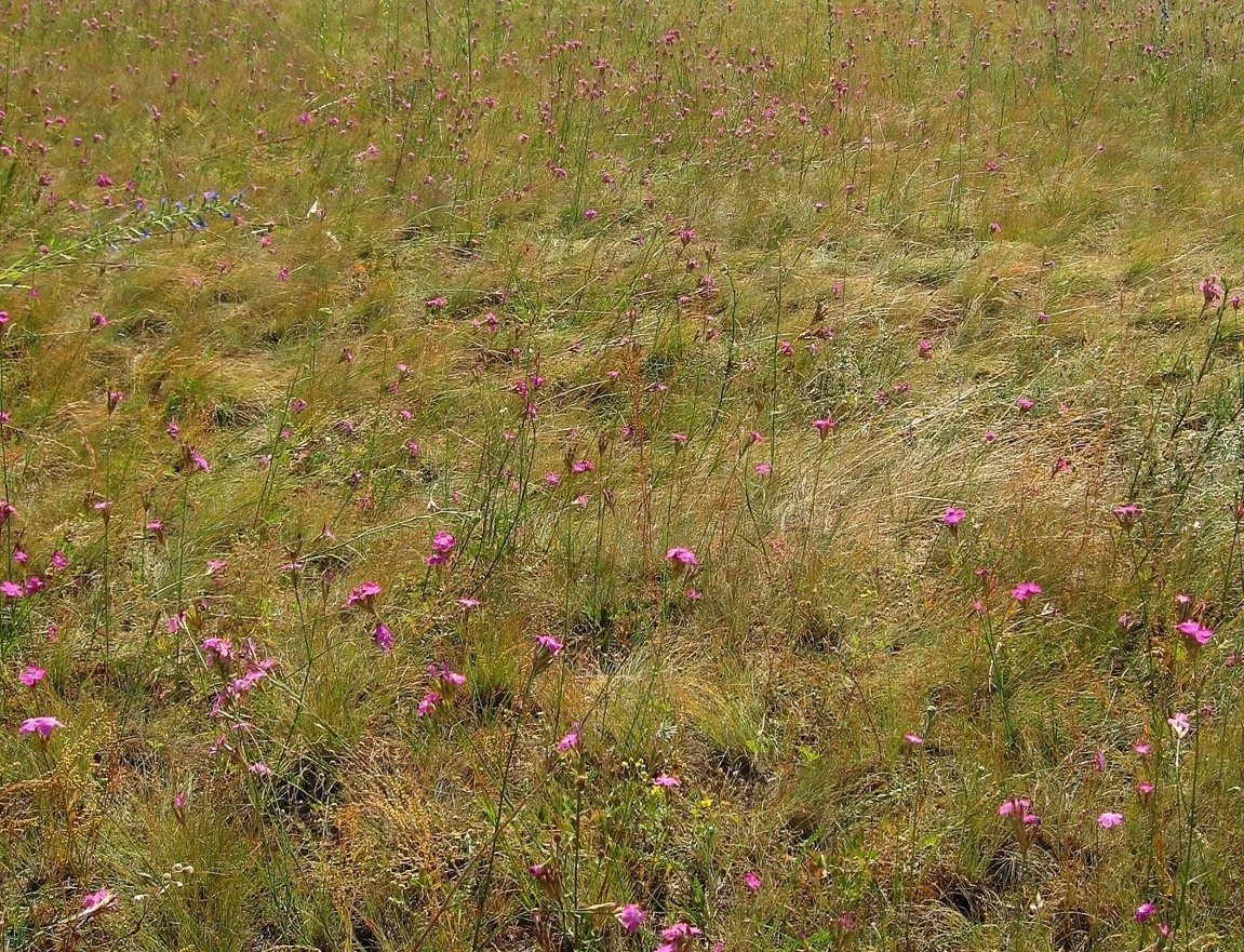 Image of Dianthus borbasii specimen.