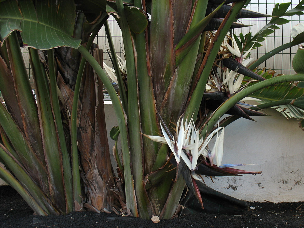 Image of Strelitzia nicolai specimen.