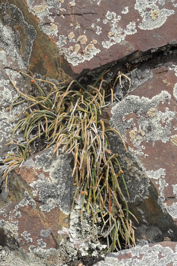 Image of Ephedra regeliana specimen.