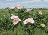 genus Rosa