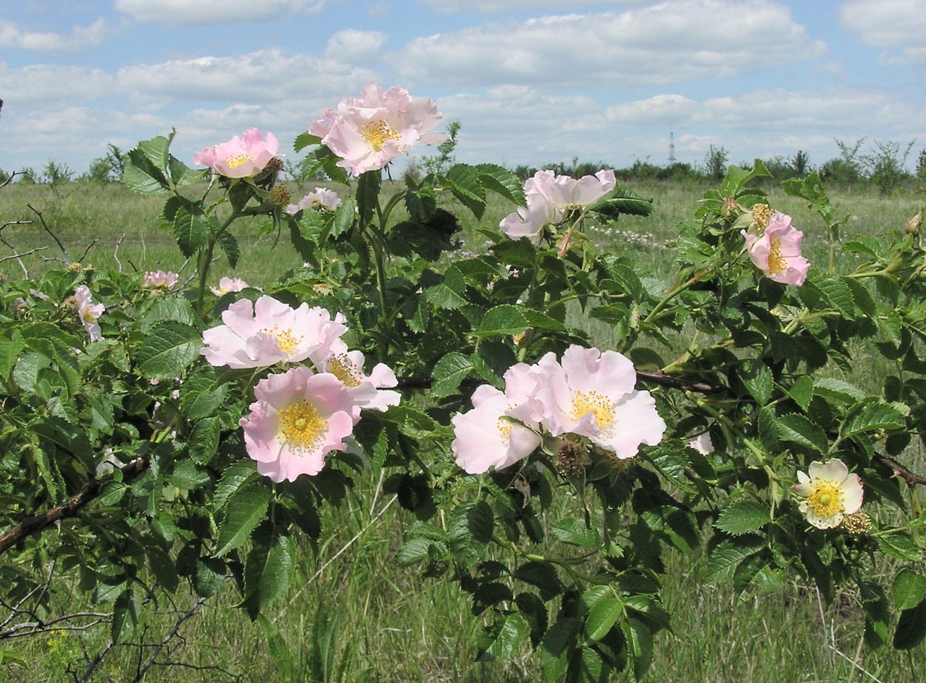 Image of genus Rosa specimen.