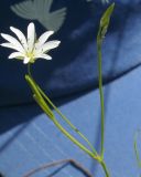 Stellaria graminea