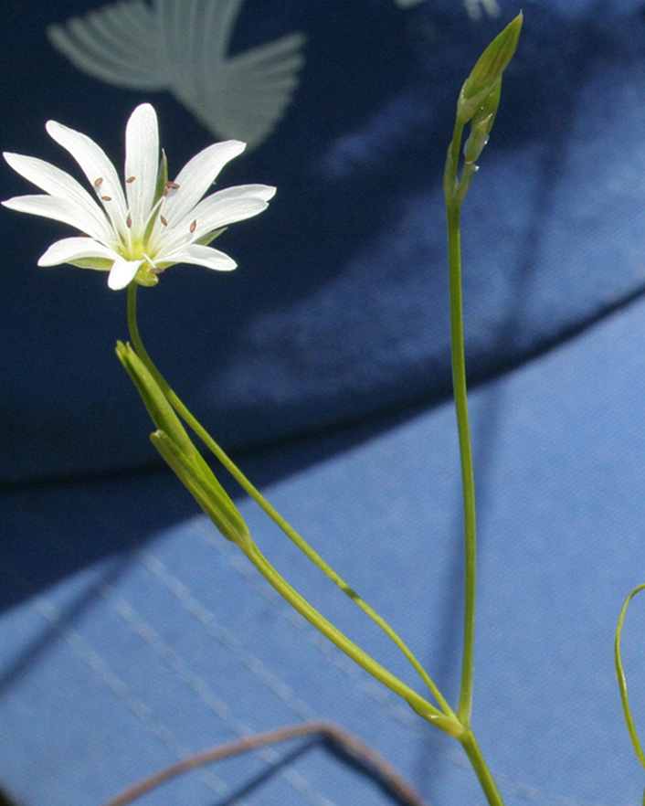 Изображение особи Stellaria graminea.