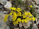 Helianthemum buschii