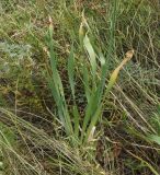 Allium nutans