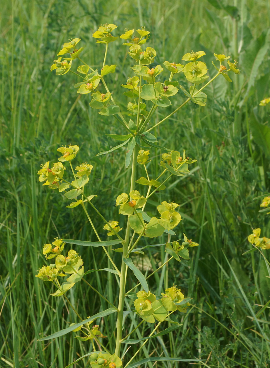 Молочай лозный. Молочай прутьевидный Euphorbia virgata. Молочай Вальдштейна лозный. Молочай лозный, прутьевидный. Молочай лозный (Euphorbia virgata).