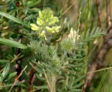 Oxytropis pilosa