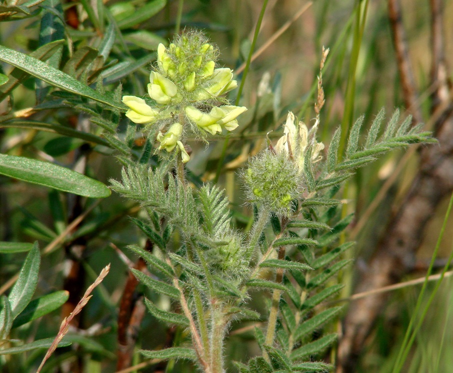 Изображение особи Oxytropis pilosa.