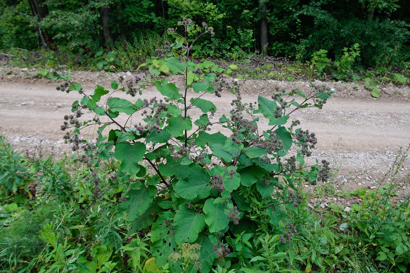 Изображение особи Arctium tomentosum.