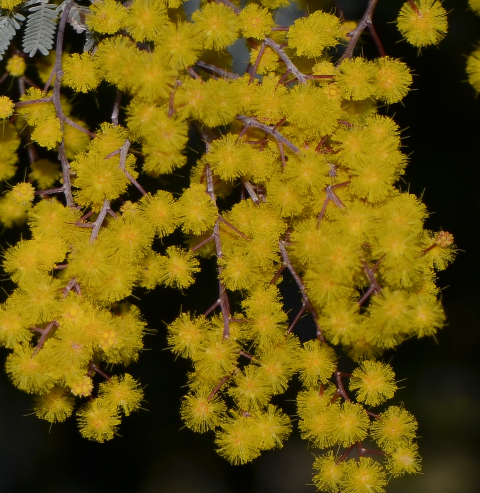 Изображение особи Acacia baileyana.