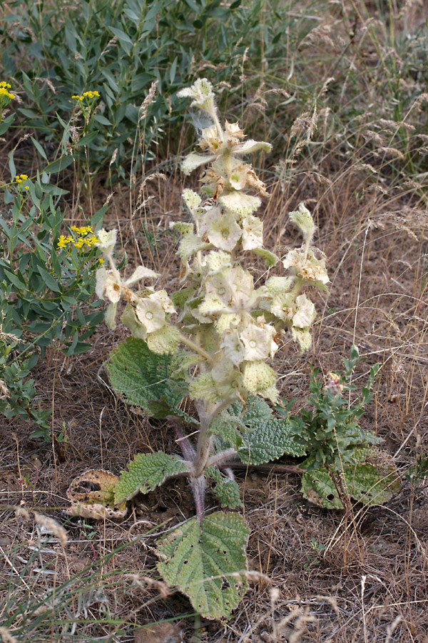 Image of Eremostachys isochila specimen.