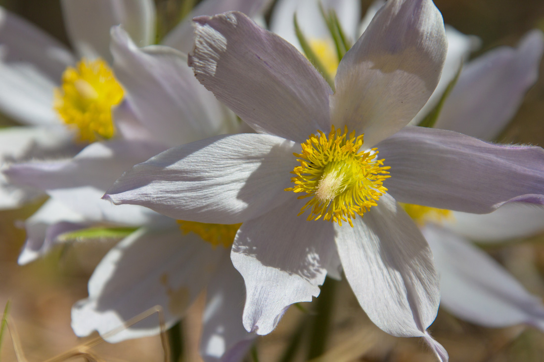 Изображение особи Pulsatilla patens.