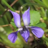 Viola suavis