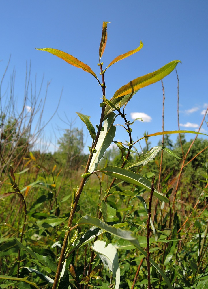 Image of Salix triandra specimen.