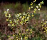 род Salix