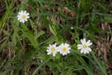 Stellaria holostea