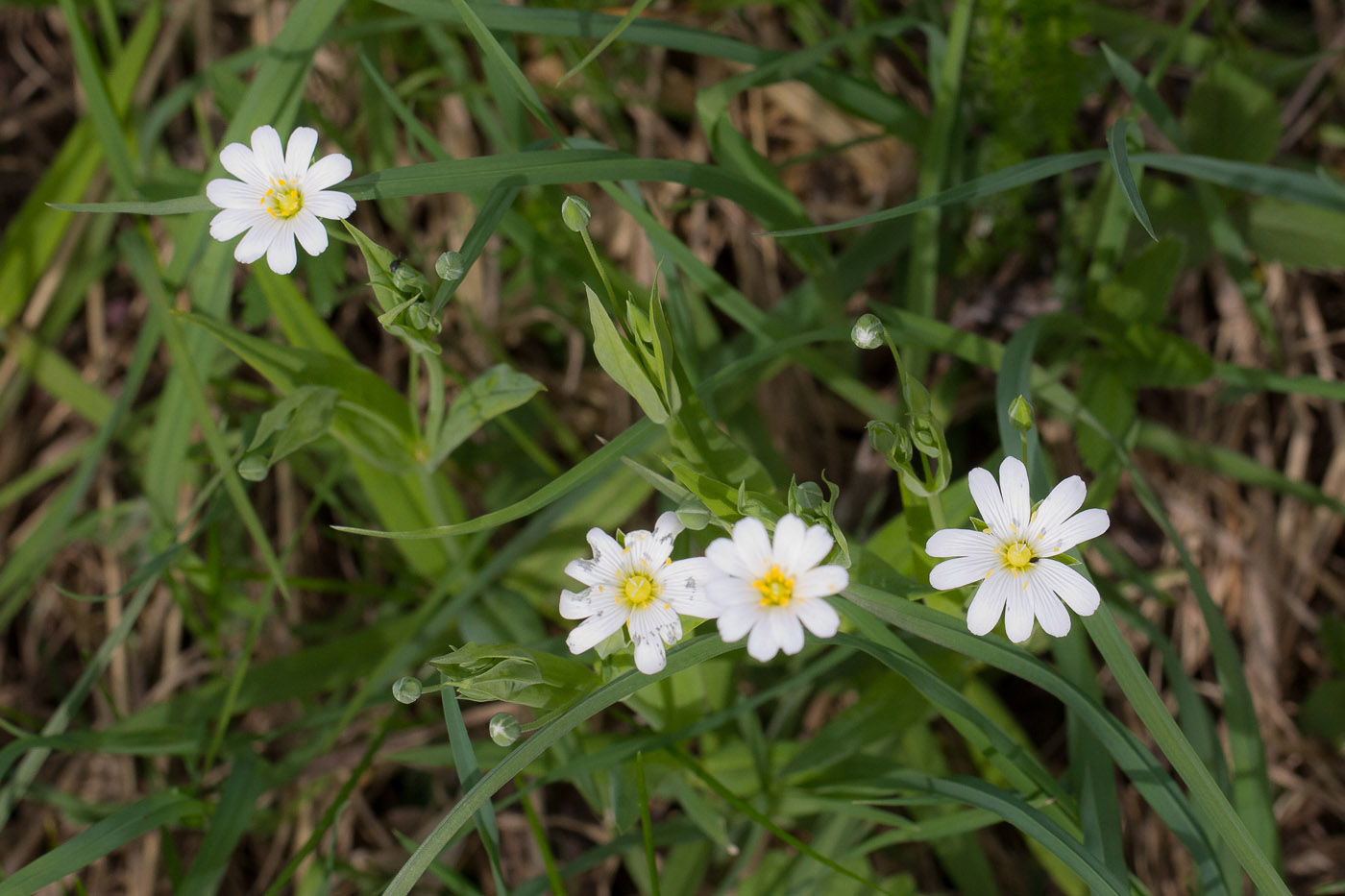 Image of Stellaria holostea specimen.