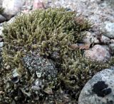 genus Racomitrium