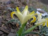 Juno orchioides