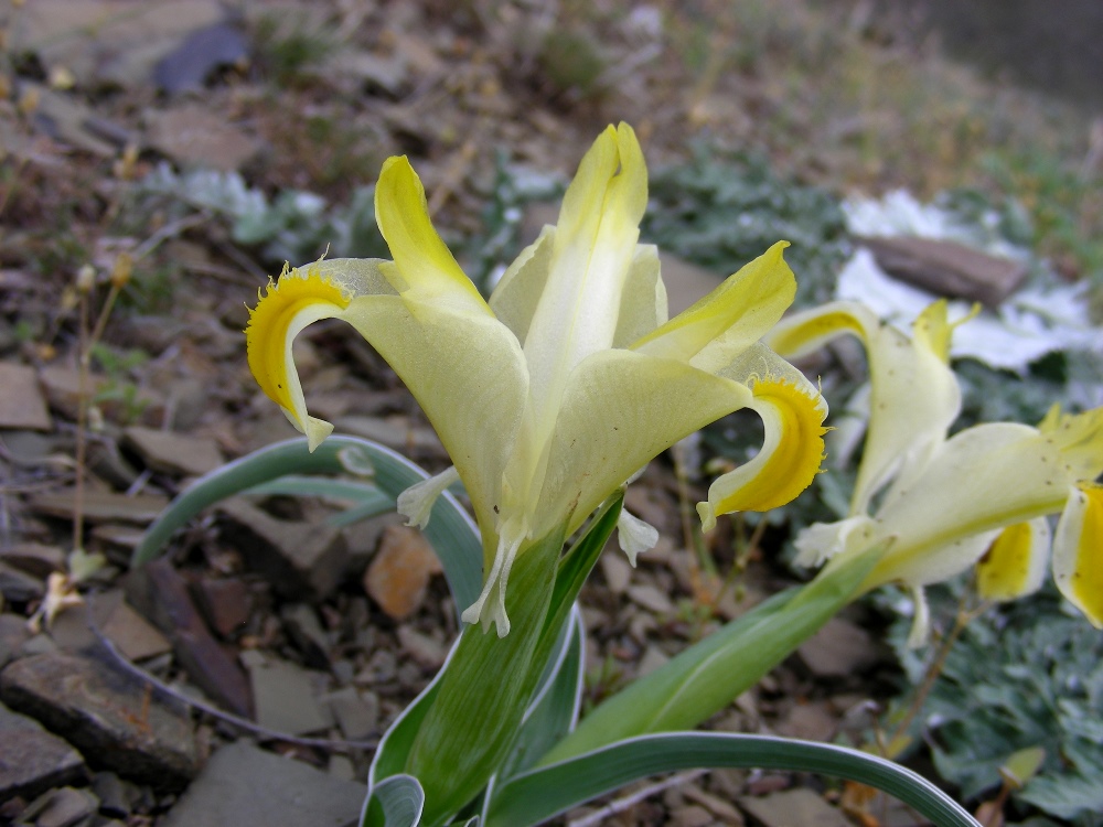 Image of Juno orchioides specimen.