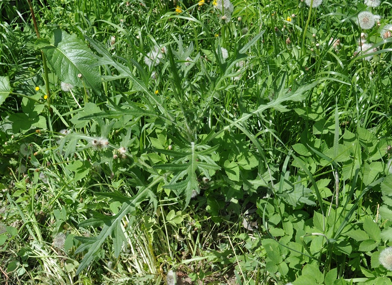 Изображение особи род Cirsium.