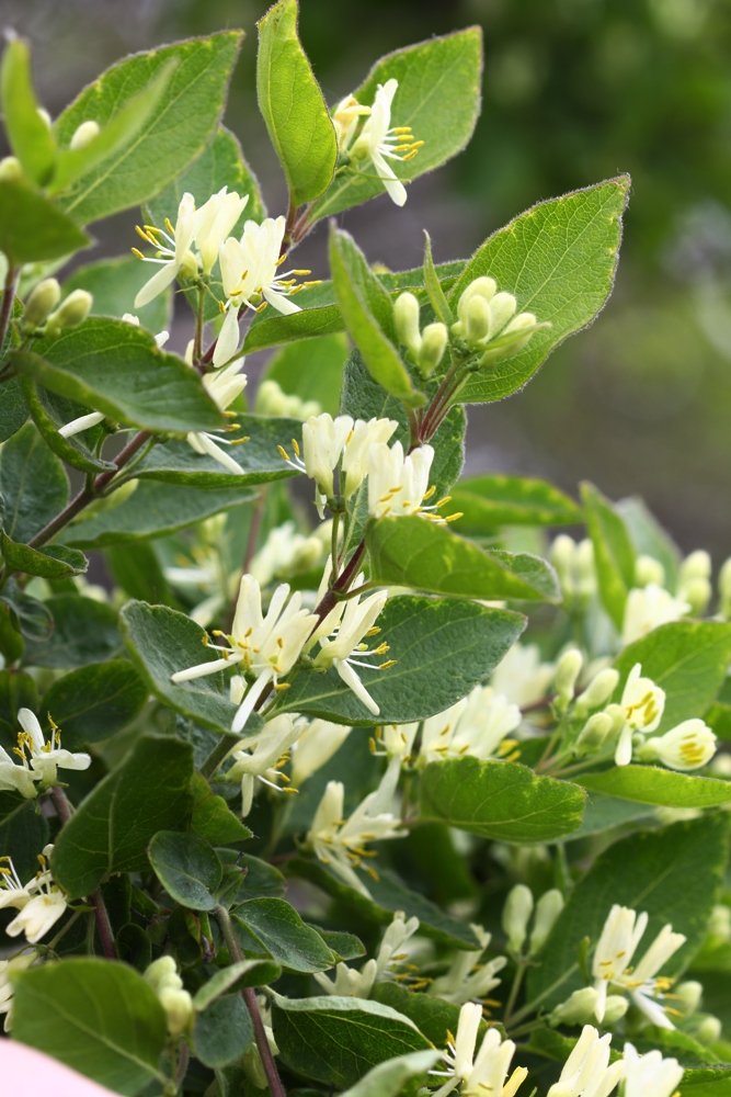 Image of Lonicera ruprechtiana specimen.