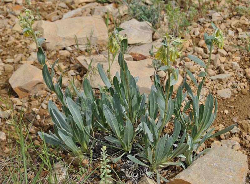 Image of Onosma sericea specimen.