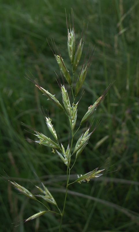 Изображение особи Helictotrichon schellianum.