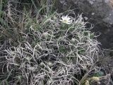 Arctogeron gramineum