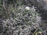 Arctogeron gramineum. Цветущее растение. Республика Хакасия, Алтайский р-н, гора Самохвал. 1 мая 2013 г.