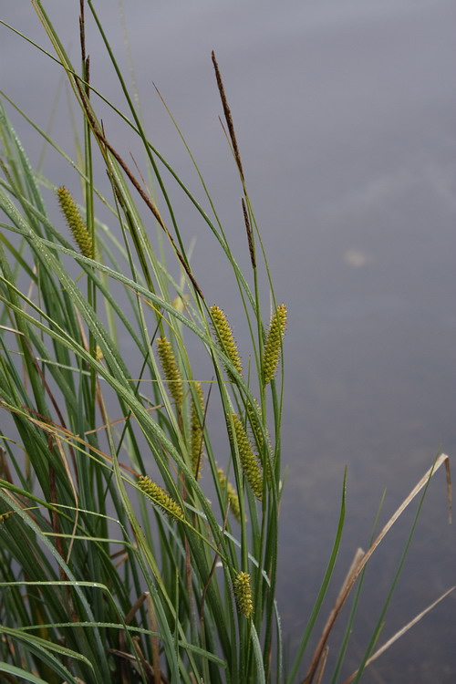 Image of Carex rostrata specimen.