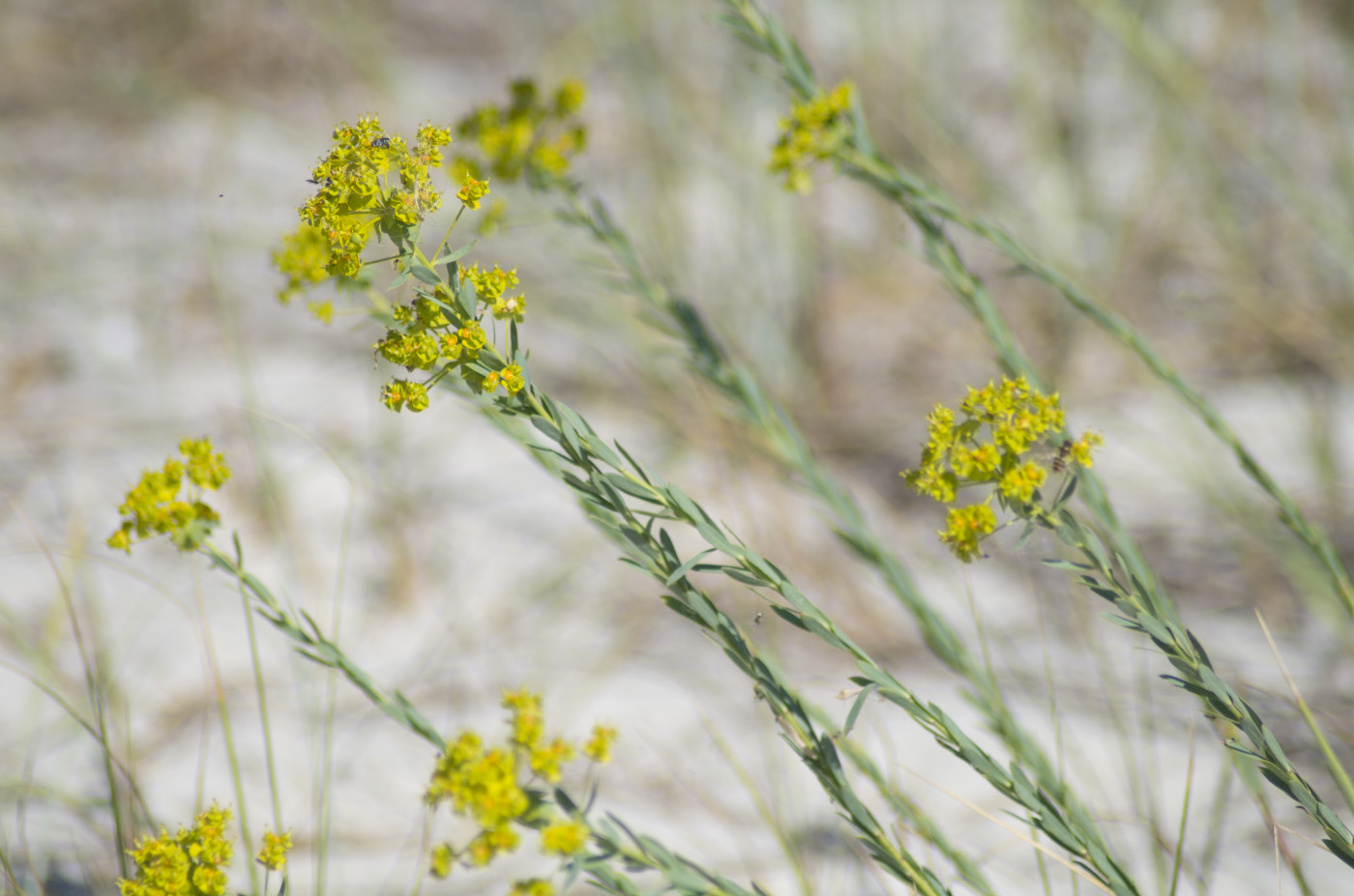 Image of Euphorbia seguieriana specimen.