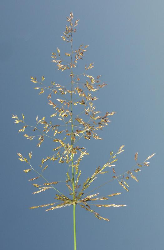 Изображение особи Agrostis gigantea.