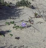 Matthiola fruticulosa var. bolleana