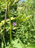 Glycine soja