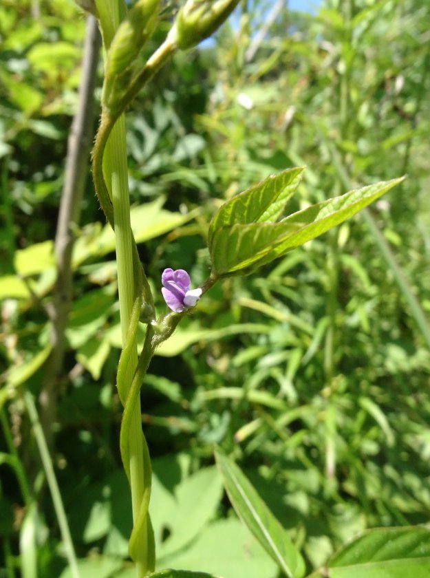 Изображение особи Glycine soja.