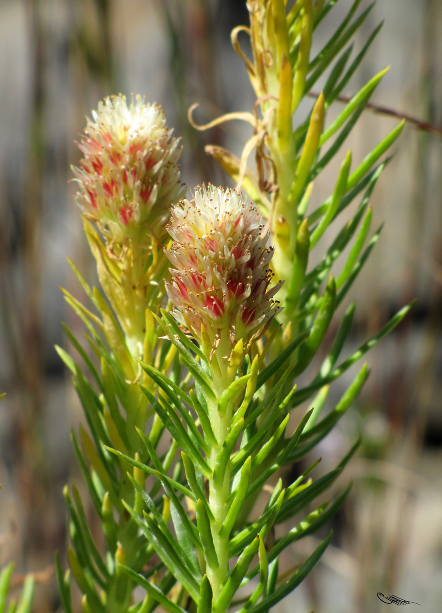 Image of Clementsia semenovii specimen.