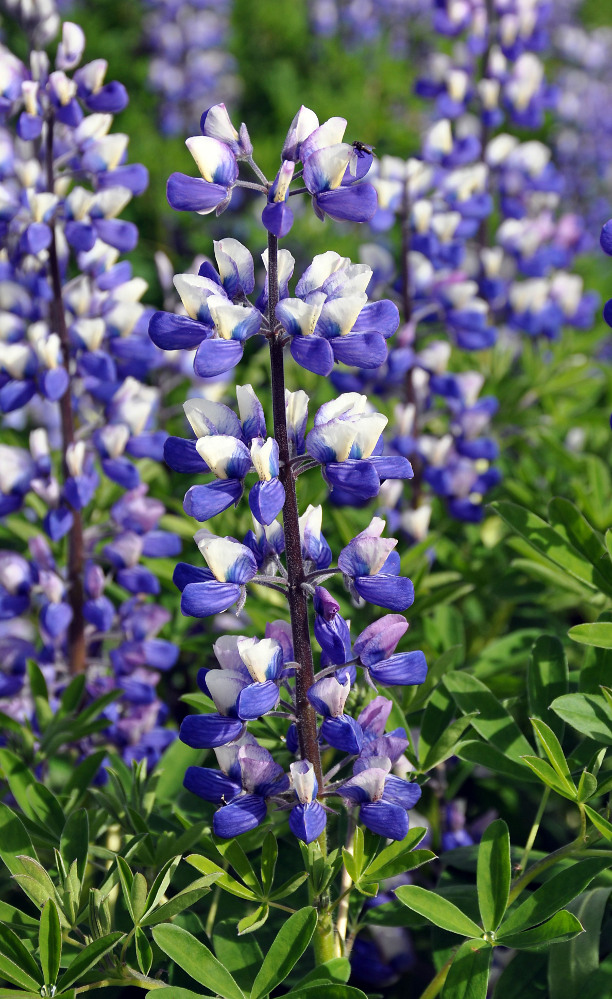 Изображение особи Lupinus nootkatensis.