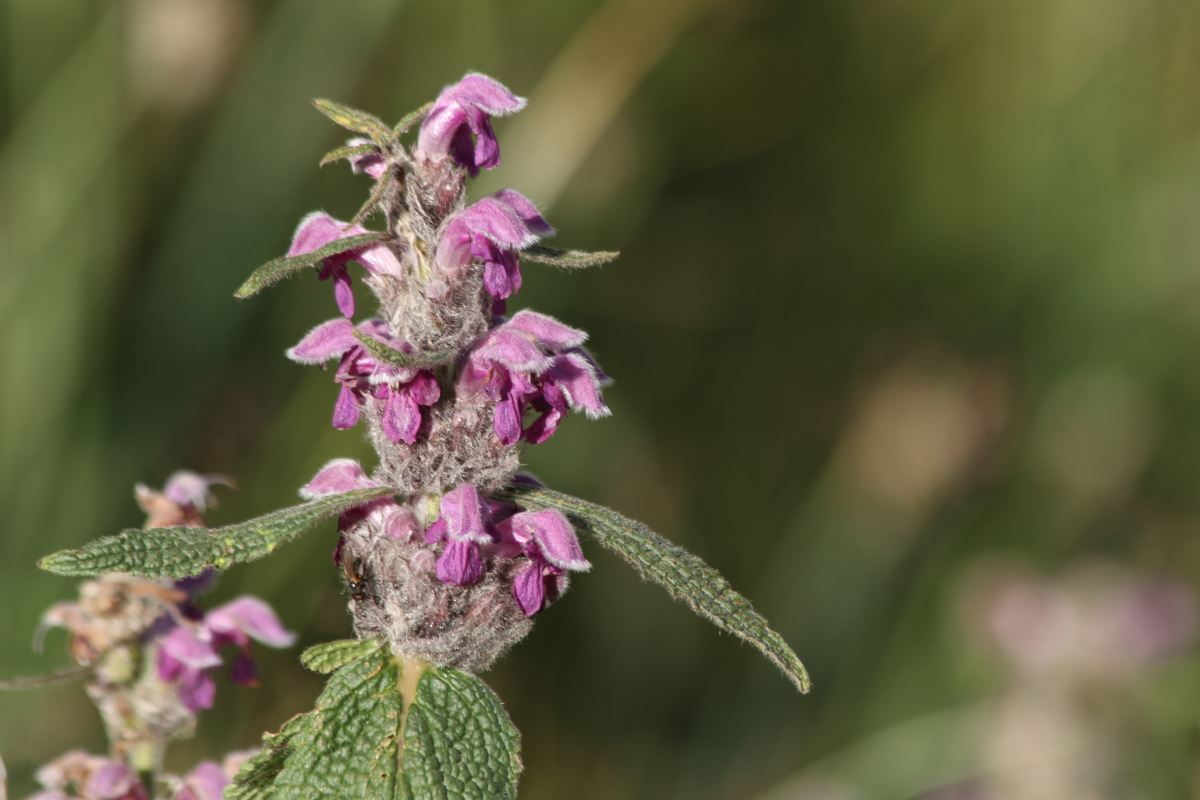 Изображение особи Phlomoides oreophila.